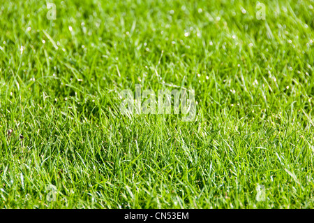 Horizontal close up of dew drops on blades of grass in the early morning sun. Stock Photo