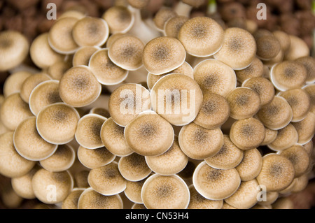 Horizontal aerial close up of Buna shimeji mushrooms aka Brown Beech mushrooms, Hypsizygus tessellatus, growing in compost. Stock Photo