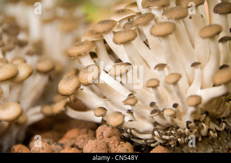 Horizontal close up of Buna shimeji mushrooms aka Brown Beech mushrooms, Hypsizygus tessellatus, growing in compost. Stock Photo