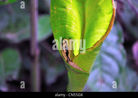 Frog camouflaged in leaf Manuel Antonio National Park Costa Rica Stock Photo
