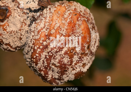 monilia fructigena, brown fruit rot, on apple Stock Photo