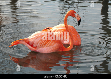 American Flamingos feeding Stock Photo