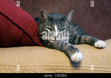 tabby cat falling asleep Stock Photo