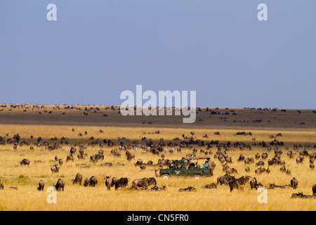 Kenya, Masai Mara Game Reserve, wildebeest (Connochaetes taurinus), migration, turism Stock Photo