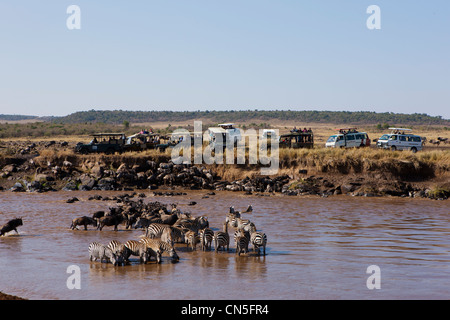Kenya, Masai Mara Game Reserve, wildebeest (Connochaetes taurinus), migration, crossing of the Mara river, turism Stock Photo