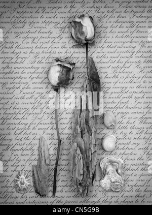 Still life in black and white featuring dried roses, driftwood and shells on a background of script. Stock Photo