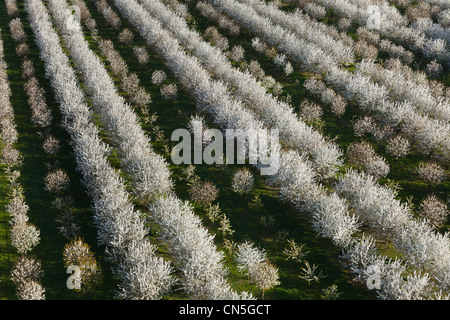 France, Val d'Oise, La Chapelle en Vexin, cherry trees in bloom (aerial view)