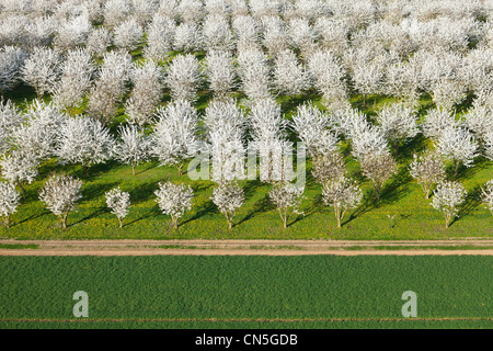 France, Val d'Oise, La Chapelle en Vexin, cherry trees in bloom (aerial view)