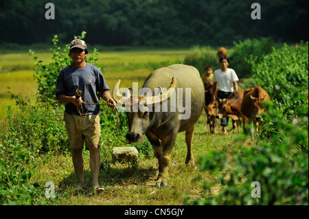 Vietnam, Ninh Binh Province, Cuc Phuong National Park, Ban Ko Muong, man of White Thai ethnic group back from fields Stock Photo