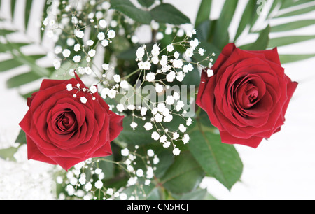 Red Roses. Bouquet of two red roses Stock Photo