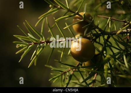 Picture: Steve Race - Juniper (Juniperus Communis) berries ripening on the tree, Catalunya, Spain. Stock Photo