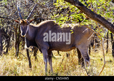 A large bull Eland Taurotragus Oryx  in typical South African scrub Stock Photo