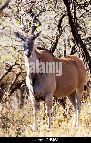 A large bull Eland Taurotragus Oryx in typical South African scrub Stock Photo