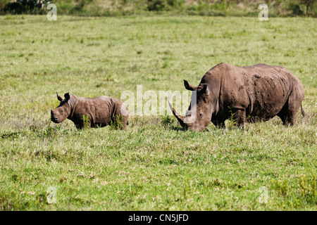White Rhino 'Ceratotherium simum' with it's calf grazing in open habitat on African grasslands. Stock Photo