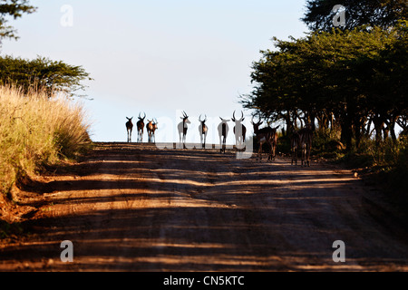 Impala aepyceros melampus bachelor herd  walking up a dirt road in the Kruger National Park South Africa Stock Photo