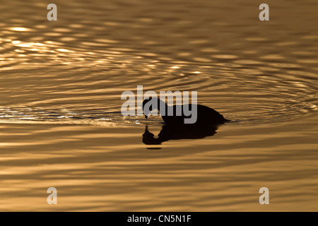Coote. Fulica atra (Rallidae) Silhouette at Sunrise Stock Photo
