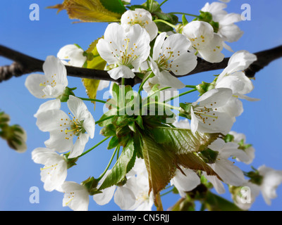 fresh spring flowering cherry blossom on the tree Stock Photo