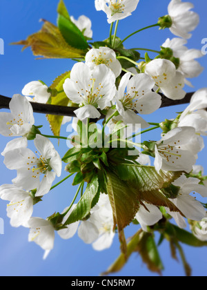 fresh spring flowering cherry blossom on the tree Stock Photo