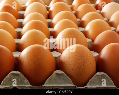 Food photo of fresh free range organic brown eggs in a traditional egg tray Stock Photo