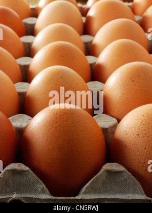 Food photo of fresh free range organic brown eggs in a traditional egg tray Stock Photo