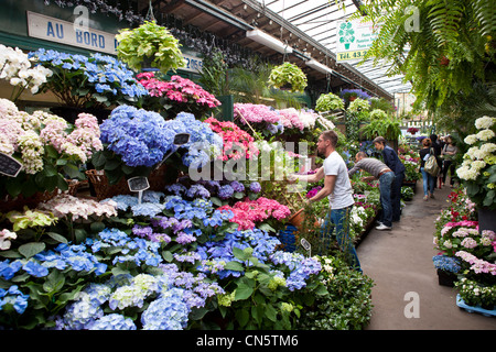 France, Paris, Ile de la Cite, the flower market Stock Photo