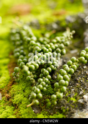 Cameroon, feature: Cameroon, a Pepper Tour Stock Photo