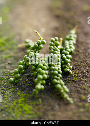 Cameroon, feature: Cameroon, a Pepper Tour Stock Photo