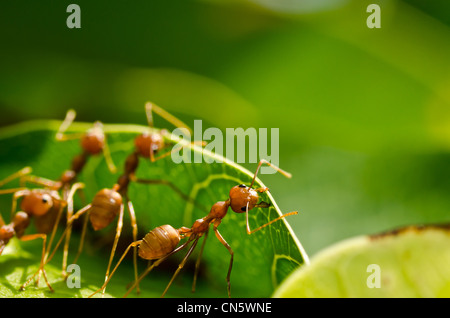 red ant team work building home Stock Photo