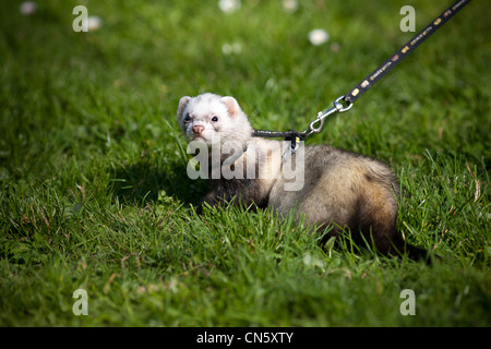A ferret (Mustela putorius furo) kept on a leash on the lawn of a Park. Furet putoisé tenu en laisse sur la pelouse d'un parc. Stock Photo