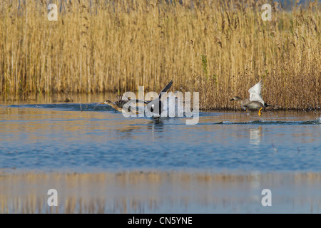Gadwall. Anas strepera (Anatidae) being chased by a Coote. Fulica atra (Rallidae) Stock Photo