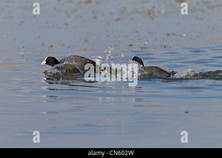pair of Coote. Fulica atra (Rallidae) Fighting Stock Photo