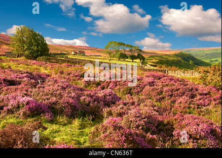 Heather blooming on the Fryup Dale moor. North Yorks National Park, North Yorkshire, England