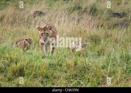 African Lioness walking with three Cubs, Panthera leo, Masai Mara ...