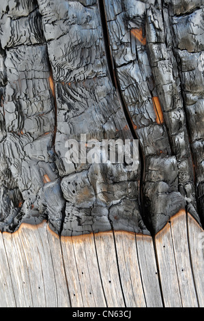 Detail of charred tree trunk in Oregon's Wallowa Mountains. Stock Photo