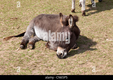 The Donkey Sanctuary near Sidmouth, Devon Stock Photo