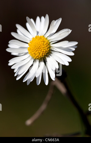Close up of the Common Daisy (Bellis perennis) Stock Photo