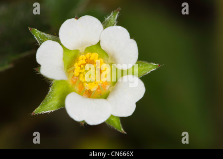 Barren Strawberry (Potentilla sterilis) flower Stock Photo