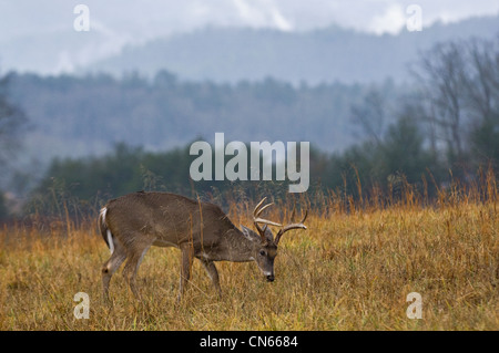 White-tailed Deer Buck in Cades Cove in the Great Smokey Mountains National Park in Tennessee Stock Photo