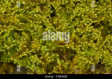 close-up of Comb-moss (Ctenidium molluscum) leaves Stock Photo