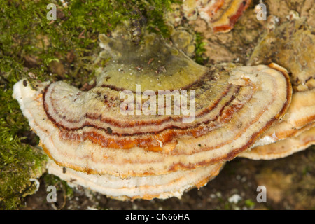 Turkeytail bracket fungus (Coriolus versicolor) Stock Photo