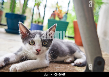 A kitten looks at the camera. Stock Photo