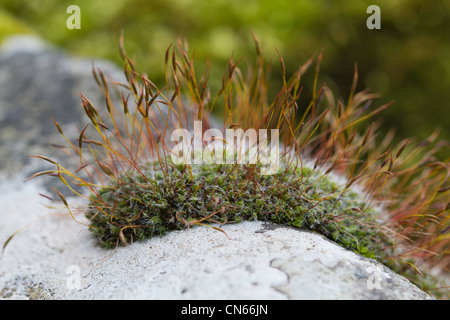 Wall Screw-moss (Tortula muralis) growing on a dry-stone wall in the Peak District Stock Photo