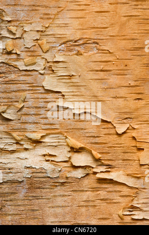 Peeled Bark from a Paper Birch Tree Stock Photo