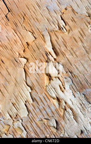 Peeled Bark from a Paper Birch Tree Stock Photo