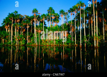 Palm trees reflected in the waters of Lake Sandoval, Peruvian Rainforest, South America Stock Photo