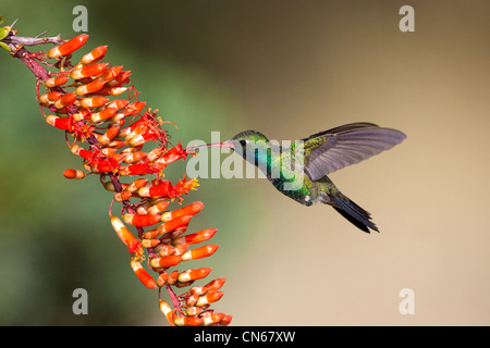 Broad-billed Hummingbird Cynanthus latirostris Madera Canyon, Santa Rita Mountains, Arizona, United States 18 May Adult Male Stock Photo