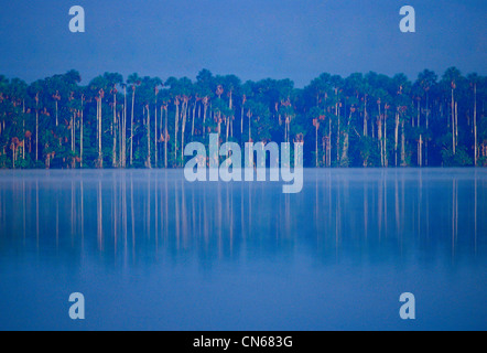 Lake Sandoval in the protected reserved zone Tambopata, Peruvian Rainforest, South America Stock Photo