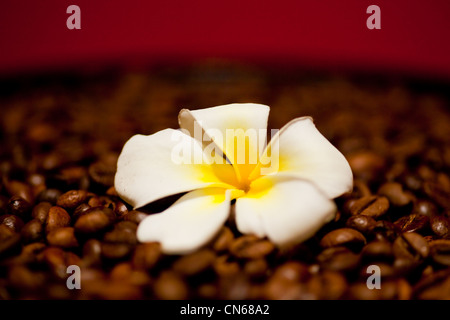 Flower in coffee beans. Bali Indonesia South East Asia. Stock Photo