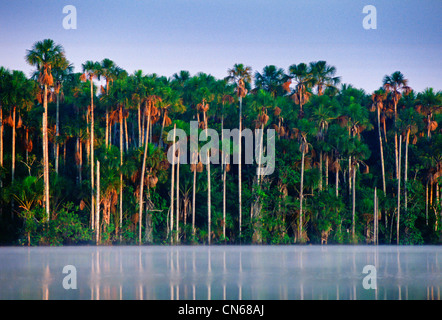 Palm trees at Lake Sandoval, Peruvian Rainforest, South America Stock Photo