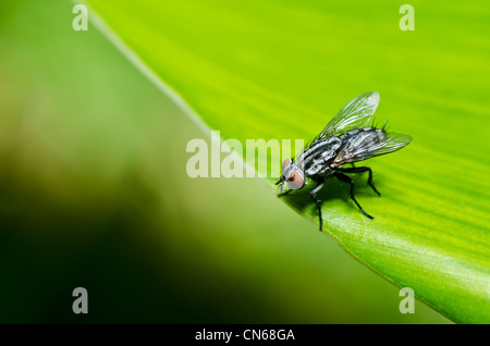 fly in green nature or in the city Stock Photo